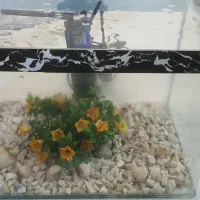 اکواریوم ۲۳×۳۵|ماهی|قم, زنبیل آباد|دیوار