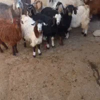 ۱۰عدد‌بزغاله نرو‌ماده|حیوانات مزرعه|خواجه, |دیوار