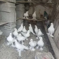 پرنده