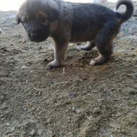 معاوزه باسراب|سگ|مریوان, |دیوار