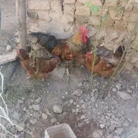 فروش یک خروس خلودری و دو مرغ تخمگذار