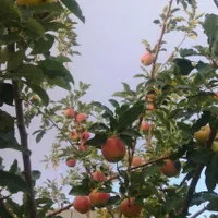 فروش ومعاوضه باغ وباغچه خان زنیان با ملک در شیراز|فروش زمین و ملک کلنگی|شیراز, شهرک گلستان|دیوار