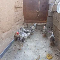 فروش تخم مرغ گلین و جوجه تمام فول در سنین مختلف|حیوانات مزرعه|زرند, |دیوار