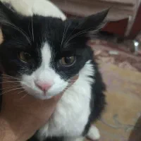 واگذاری گربه خانگی مودب