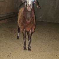 فروش بره ماده هترو