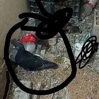 این کفتر غریب رفته