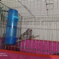 سهره سقا مولد