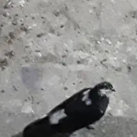 کفتر|پرنده|تهران, کوثر|دیوار