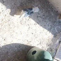 دوکت مهر