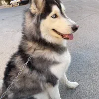 واگذاری هاسکی