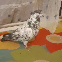 دوتا کفتر نر قوی پرش سنگین|پرنده|مشگین شهر, |دیوار