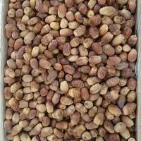 خرما زاهدی سال ۱۴۰۴