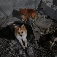 سگ سایز ریز|سگ|میناب, |دیوار