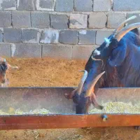دو راس بز ترکی کهره دار، میش، بره قوچ، پازن