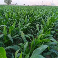 ۲۰الی۱۵هکتار زمین و آب جهت زراعت شراکتی ۳ساله|اجارهٔ دفتر صنعتی، کشاورزی، تجاری|کازرون, |دیوار