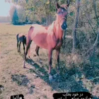 چند راس مادیان و کره|اسب و تجهیزات اسب‌سواری|ایلام, |دیوار