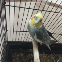 معاوضه با لوتینو