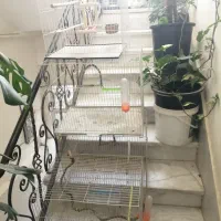 قفس پرنده|لوازم جانبی حیوانات|طرقبه, |دیوار