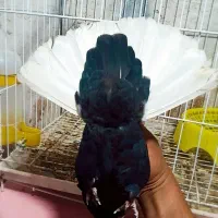 زاغ دم سفید کاکسیونی