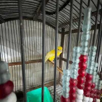 قناری|پرنده|ایذه, |دیوار