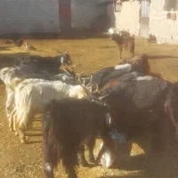 گوسفندو بز|حیوانات مزرعه|پاسارگاد, |دیوار