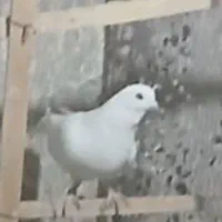 کبوتر تمام سفید