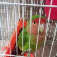 طوطی برزیلی صورت هلویی|پرنده|مهدی شهر, |دیوار