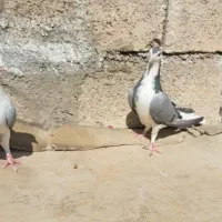 کبوتر نر ماده|پرنده|مسجد سلیمان, |دیوار