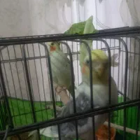 عروس هلندی|پرنده|رشت, پاره بیجار|دیوار