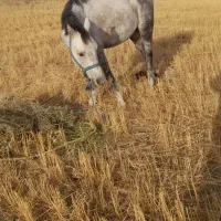 اسب ۸ ساله بسیار آرام|حیوانات مزرعه|کاغذکنان, |دیوار