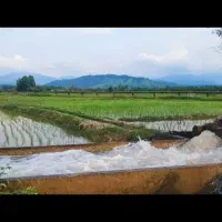 آرد برنج هاشمی|خوردنی و آشامیدنی|رشت, کوی بیانی|دیوار