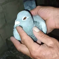 کبوتر پلاکی را با سبد راهکش معاوضه میکنم.