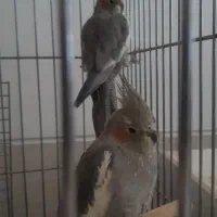 عروس هلندی گمشده