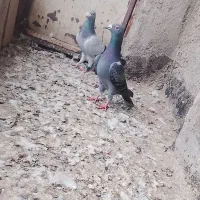 کفتر المانی.