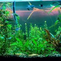 اکواریوم ۸۰سانت در ۴۵ ارتفا ۴۵ فول پلنت و ماهی|ماهی|نقده, |دیوار