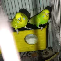 مرغ عشق مولد