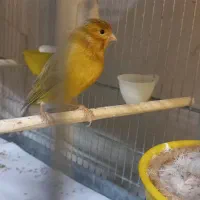 یک جفت قناری اپال|پرنده|قلعه نو, |دیوار