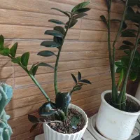 گل پایه گل|گل و گیاه طبیعی|مشهد, شهرک بهارستان|دیوار