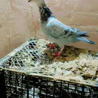 کفتر المانی ورنگه|پرنده|سلیمان, |دیوار