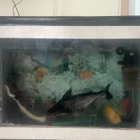 ماهی ردتیل پنگوسی شکاری