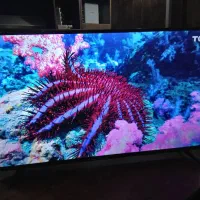 تلویزیون LED TCL  50|تلویزیون و پروژکتور|فردیس, منظریه|دیوار