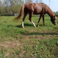 اسب جوان 3سال|اسب و تجهیزات اسبسواری|کوچصفهان, |دیوار