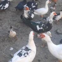 آورده روسی|حیوانات مزرعه|اهواز, پردیس|دیوار