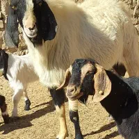 نر بز دو رگه سانن پاکستانی مخصوص نژاد|حیوانات مزرعه|درگزین, |دیوار