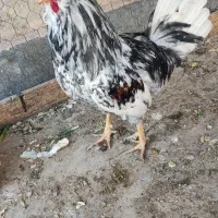 خورس گلین درجه یک