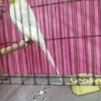 عروس هلندی دستی لوتینو ماده