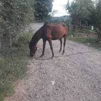 اسب(مادیان با کره)