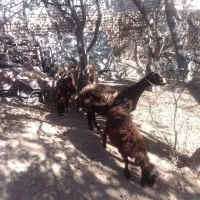 گوسفند شیشک وبره ماده