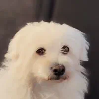 سگ پیدا شده