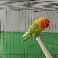 طوطی برزیلی نر بالغ